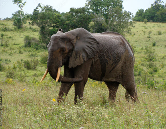 1 DAY SAFARI TO SHIMBA HILLS NATIONAL RESERVE