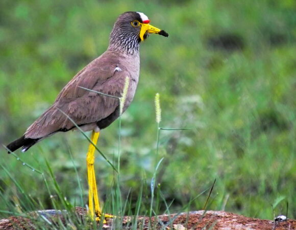 3 DAYS BIRD WATCHING SAFARI IN TSAVO