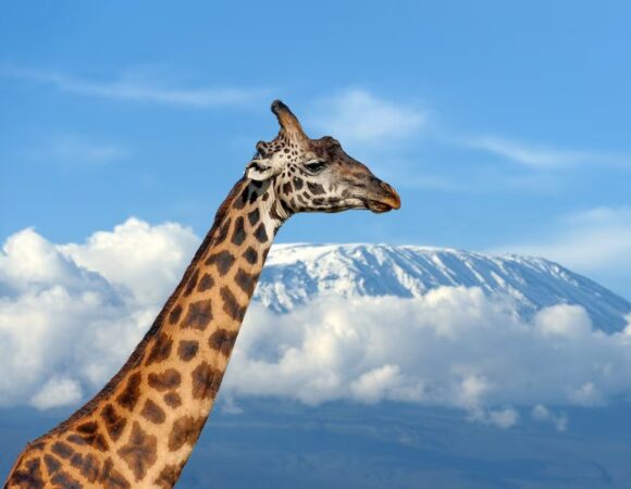 10 DAYS KENYA AND TANZANIA BEST SAFARI