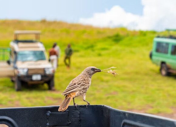 2 DAYS BIRD WATCHING SAFARI IN AMBOSELI