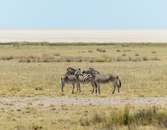 3 DAYS MASAI MARA AIR SAFARI