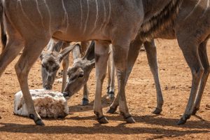 Close-up of kudus gathering around a salt lick in the African savanna.