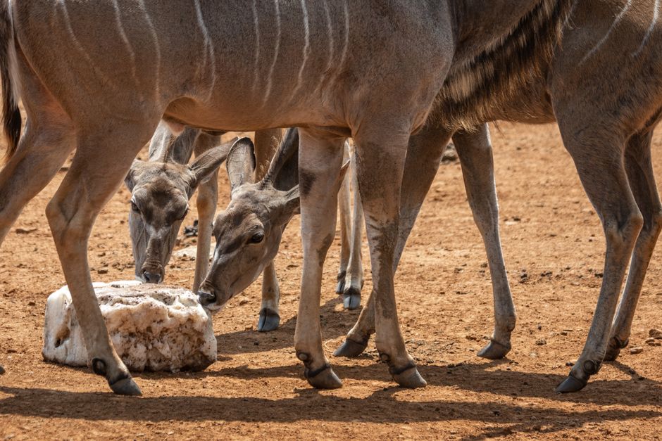 Close-up of kudus gathering around a salt lick in the African savanna.