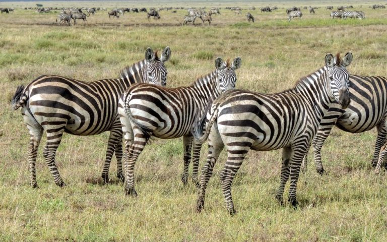 A herd of zebras grazing on the vast plains of Africa under a clear sky.