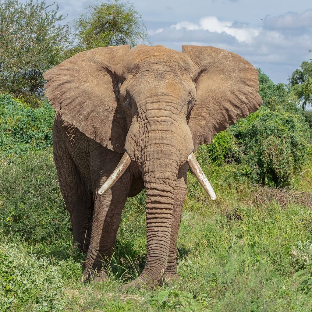 African bush elephant (Loxodonta africana), Amboseli National Park, Kenya. It's the largest living land animal with bull