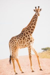 A majestic giraffe with a long neck stands on a dirt road in a safari setting.