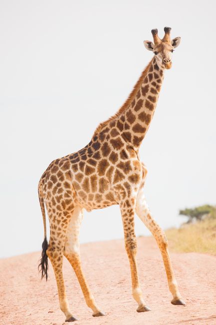 A majestic giraffe with a long neck stands on a dirt road in a safari setting.