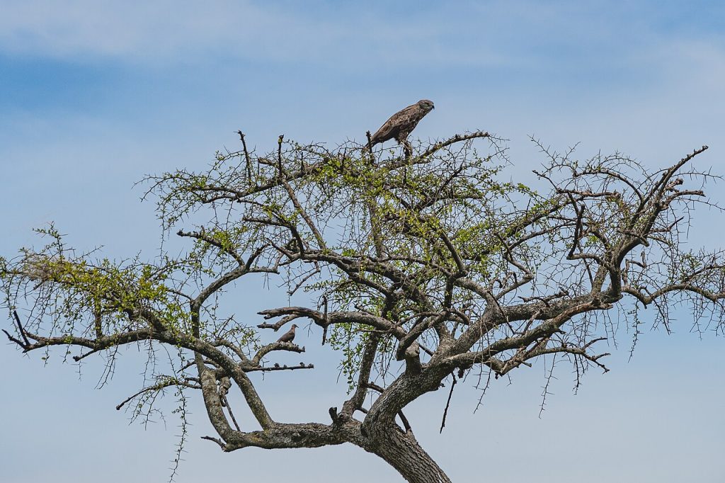 Maasai Mara National Reserve, Kenya