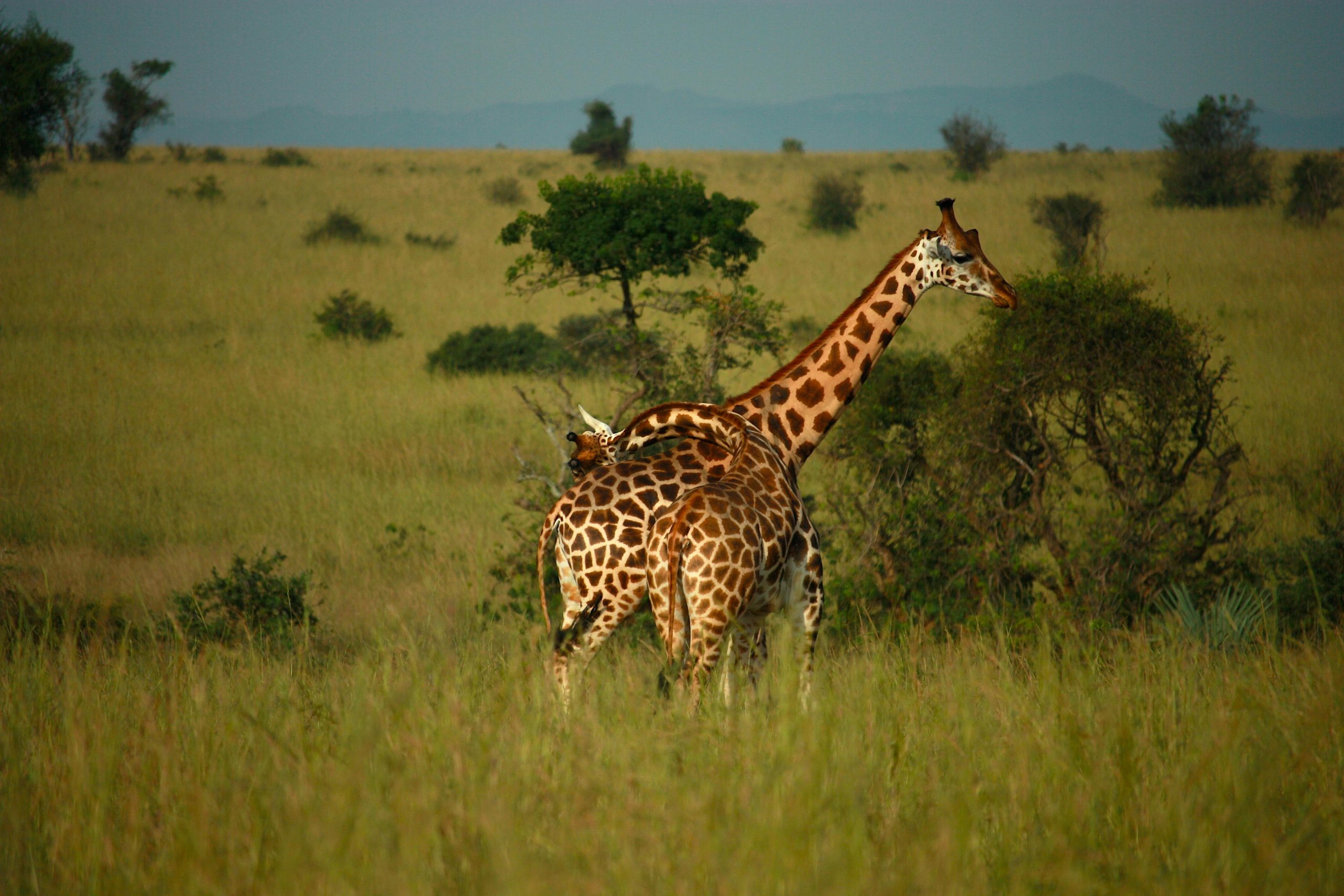 Serengeti plains at sunset with an acacia tree