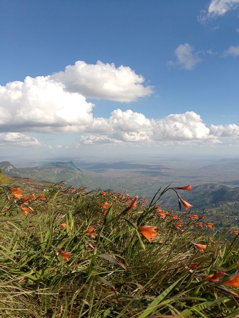 Breathtaking view of Taita Hills with wildflowers under a bright blue sky.
