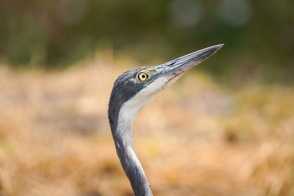 Black-headed heron from up close in the Tarangire National Park