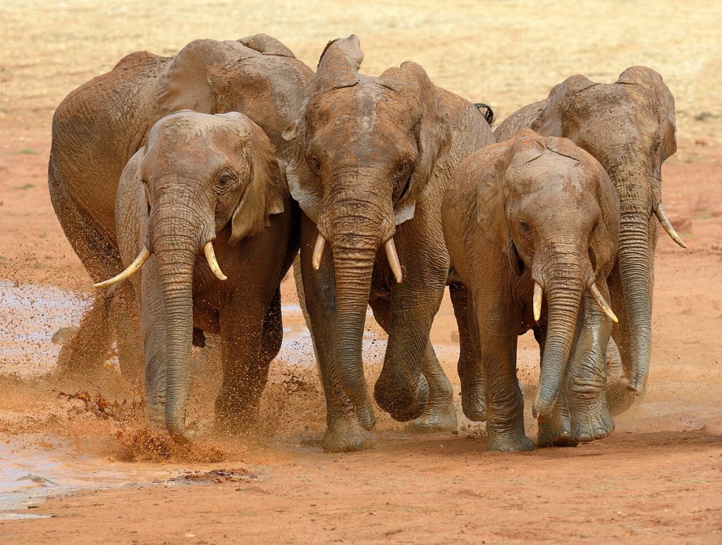 Elephant running in Tsavo National Park