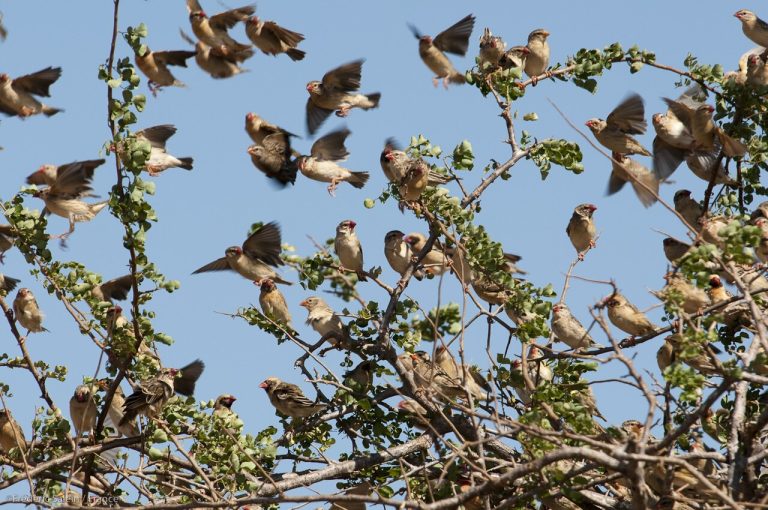 A flock of Red-billed Queleas Quelea quelea at Tsavo West National Park, Kenya. There are male, female, and juvenile bir